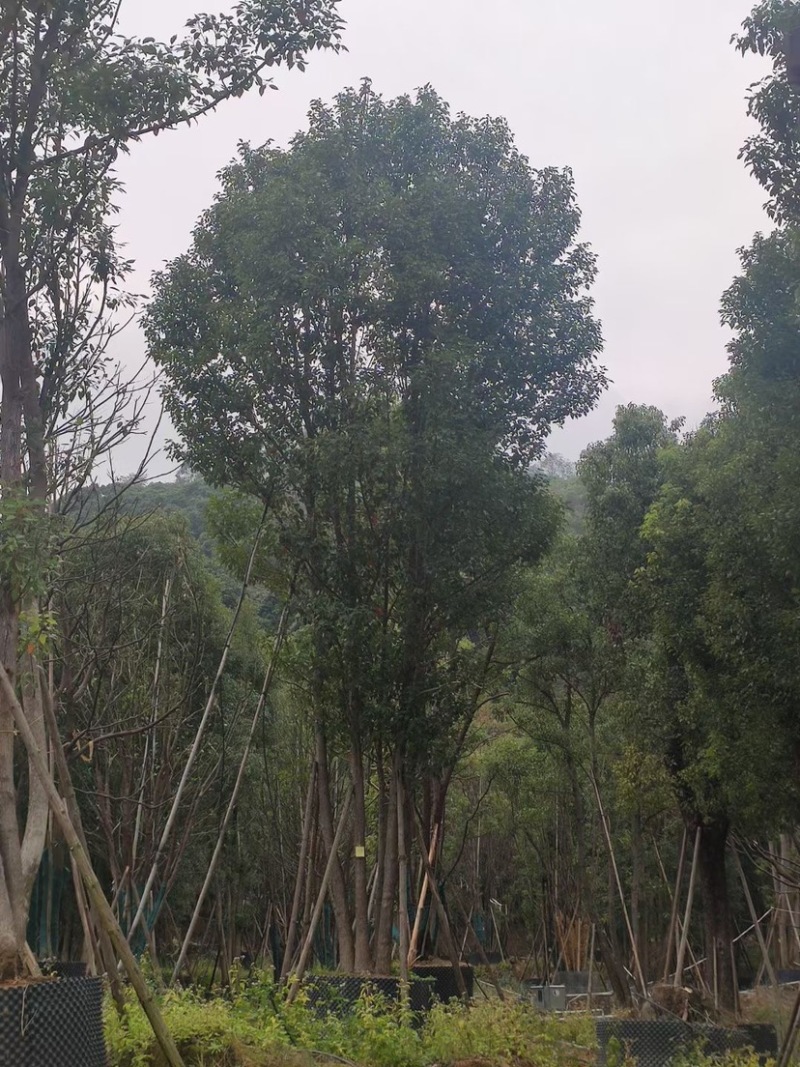 香樟树丛生移栽苗香樟树种植基地各种规格直销批发