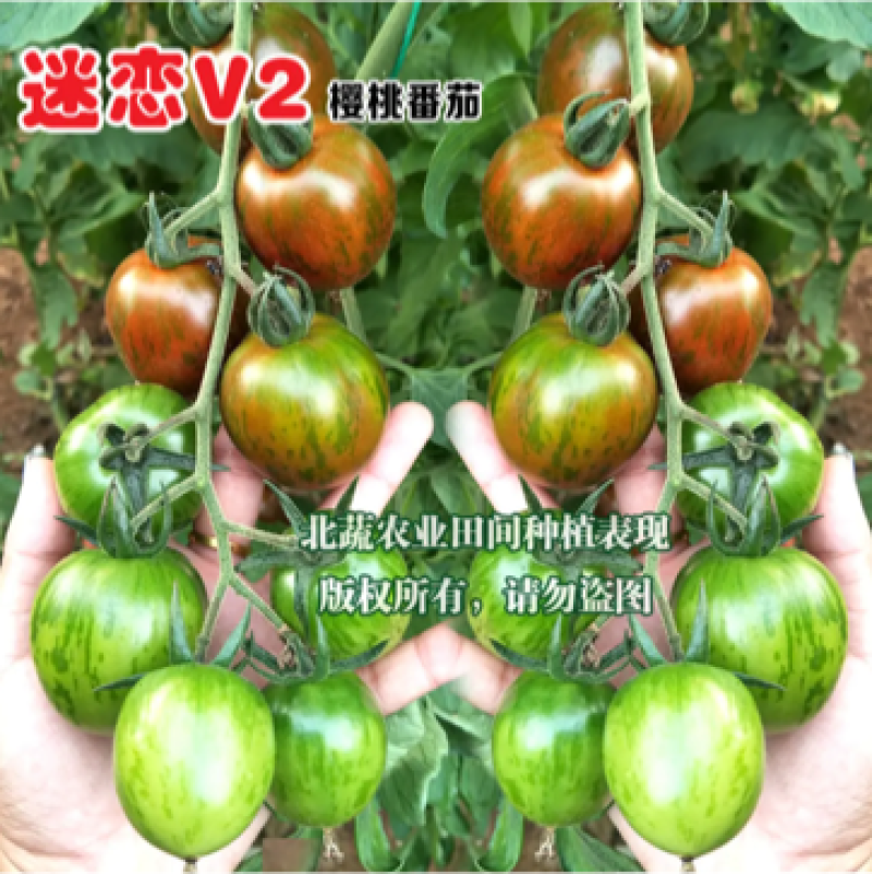 圣女果种子迷恋V2迷彩小番茄种籽超甜小柿子籽