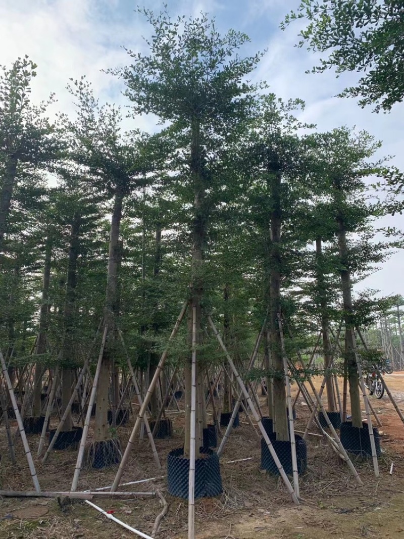 小叶榄仁5-25分低价出售