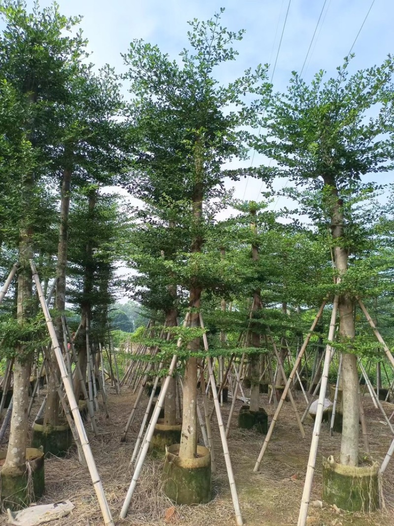小叶榄仁5-25分低价出售