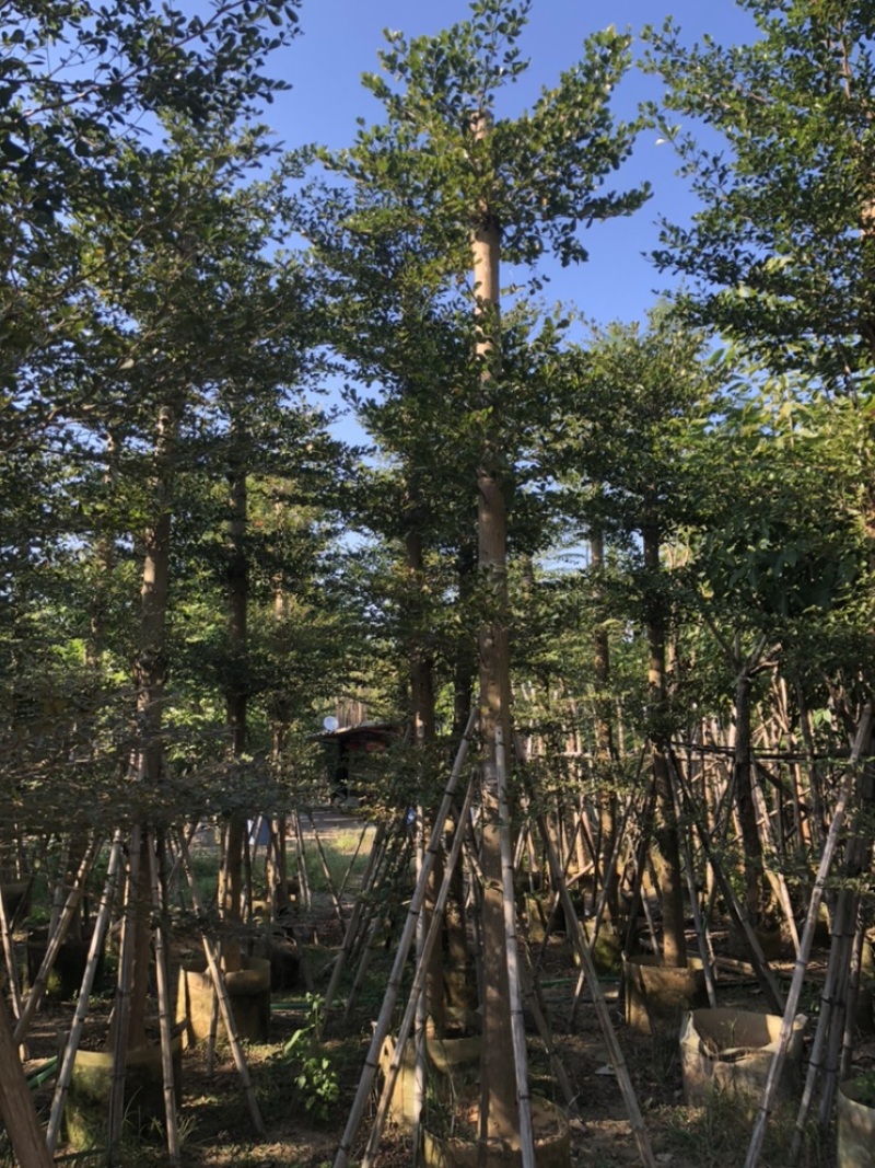 小叶榄仁5-25分低价出售