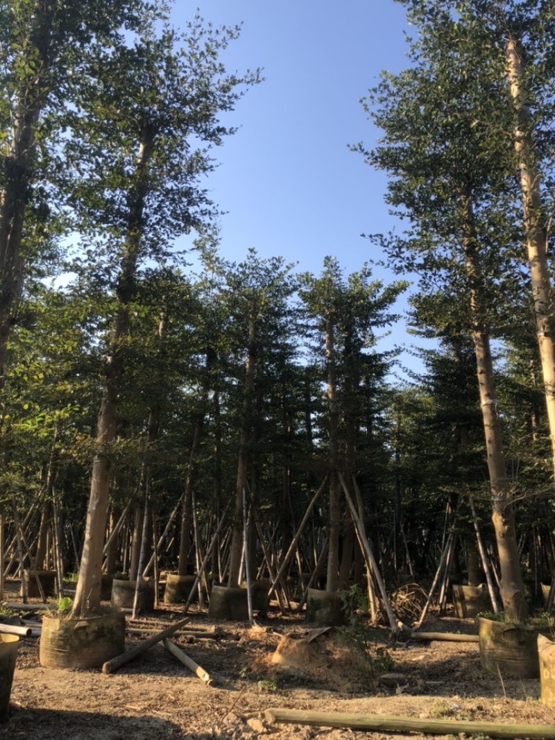 小叶榄仁5-25分低价出售