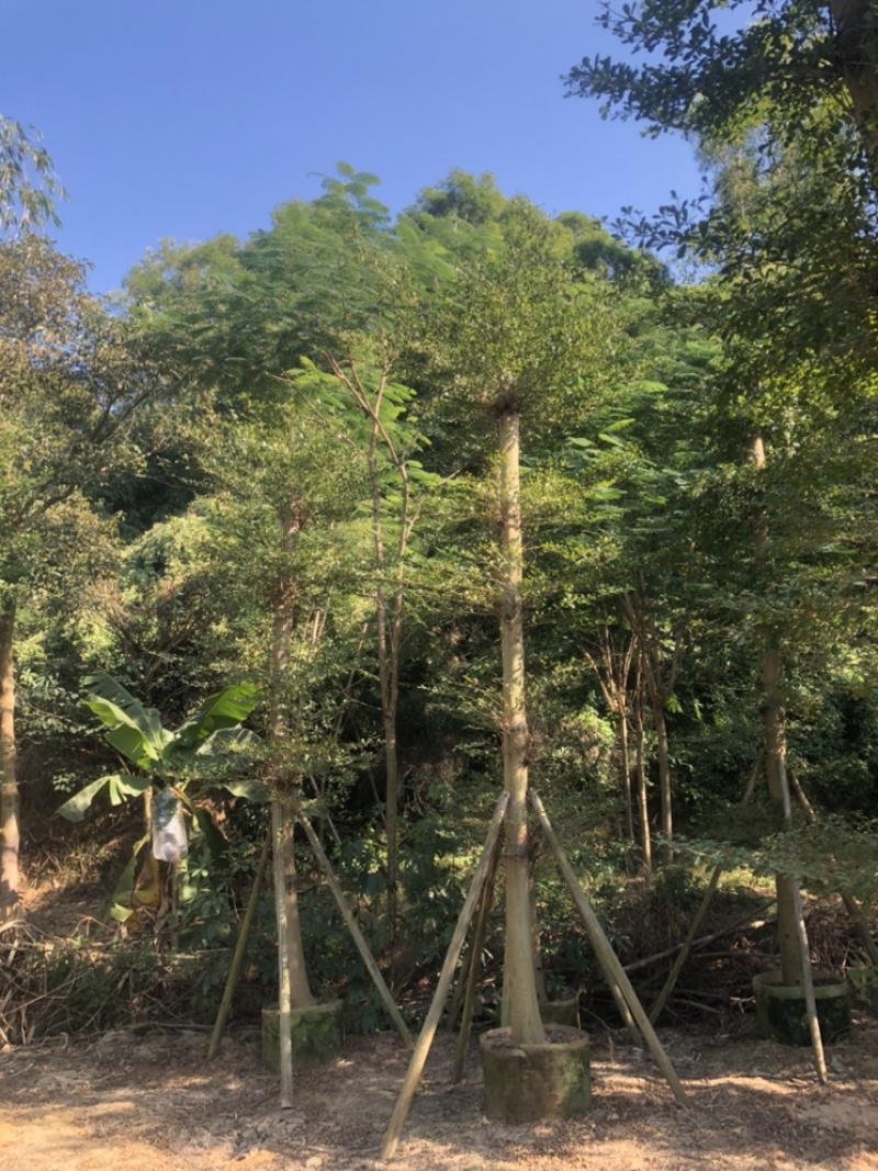 小叶榄仁5-25分低价出售