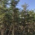 小叶榄仁5-25分低价出售
