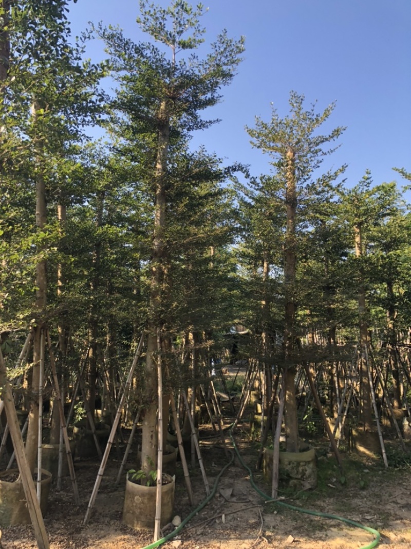 小叶榄仁5-25分低价出售