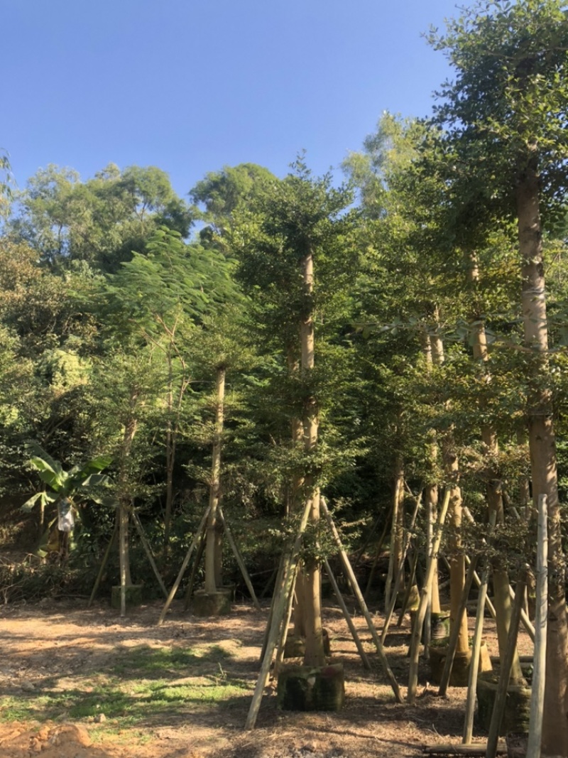 小叶榄仁5-25分低价出售