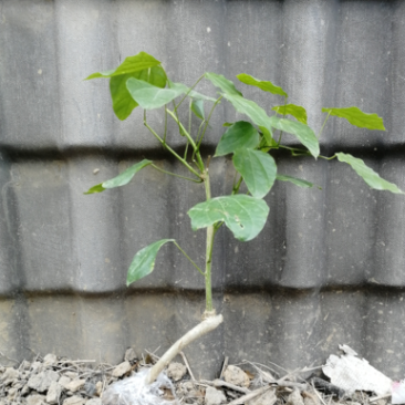 赤苍藤苗一年苗高度30-40公分林下种植效果好