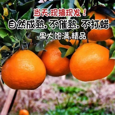 四川资阳春见柑橘，耙耙柑，果园直采，大量供货中，对接批发