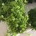 赤苍藤苗一年苗高度30-40公分林下种植效果好