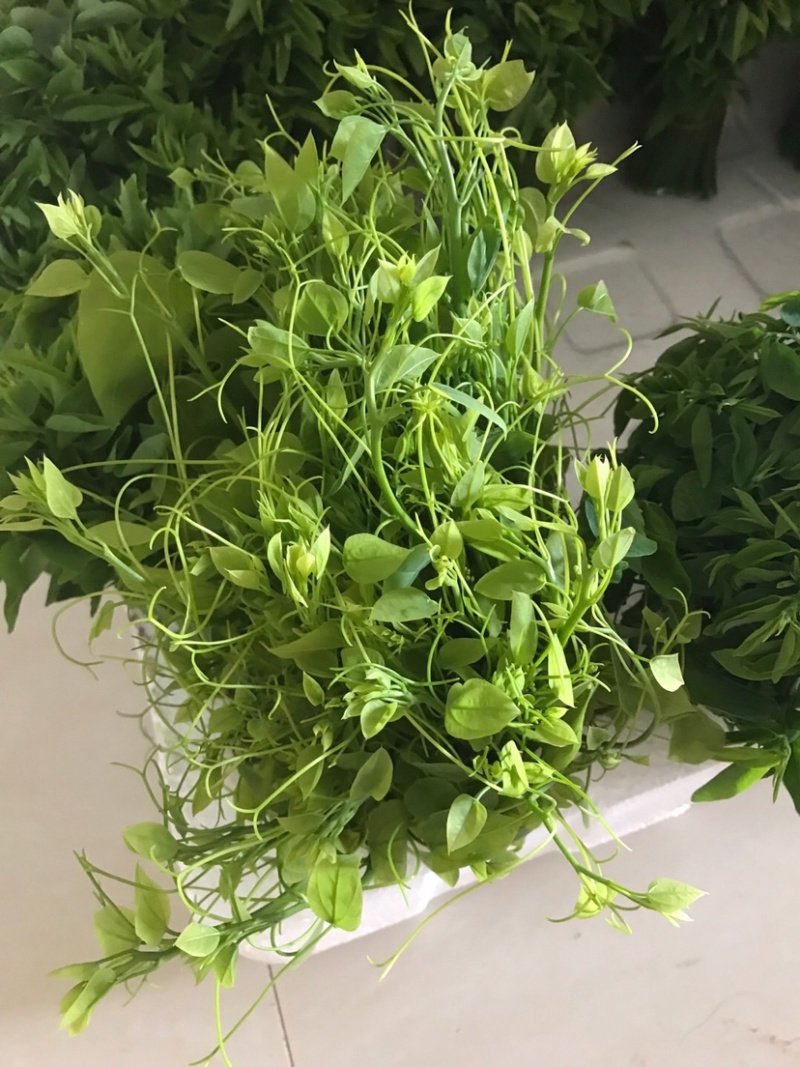 赤苍藤苗一年苗高度30-40公分林下种植效果好