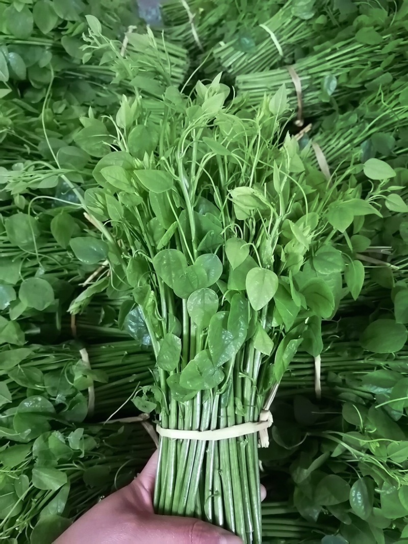 赤苍藤苗一年苗高度30-40公分林下种植效果好