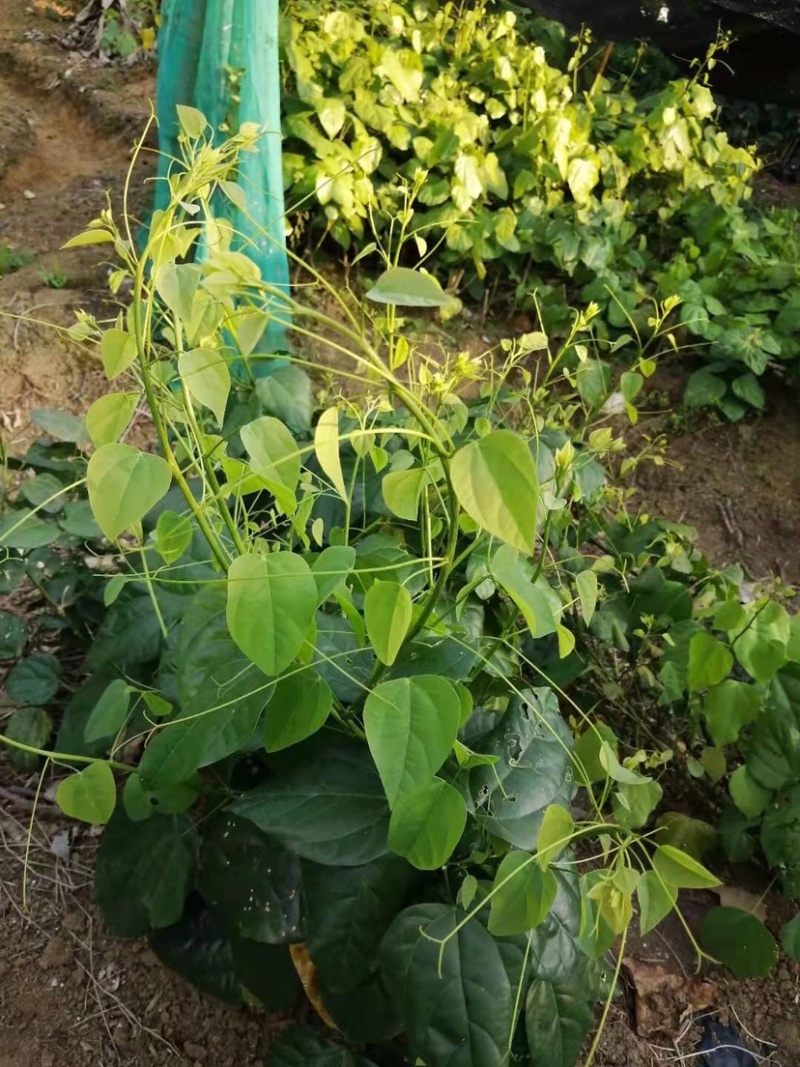 赤苍藤苗一年苗高度30-40公分林下种植效果好