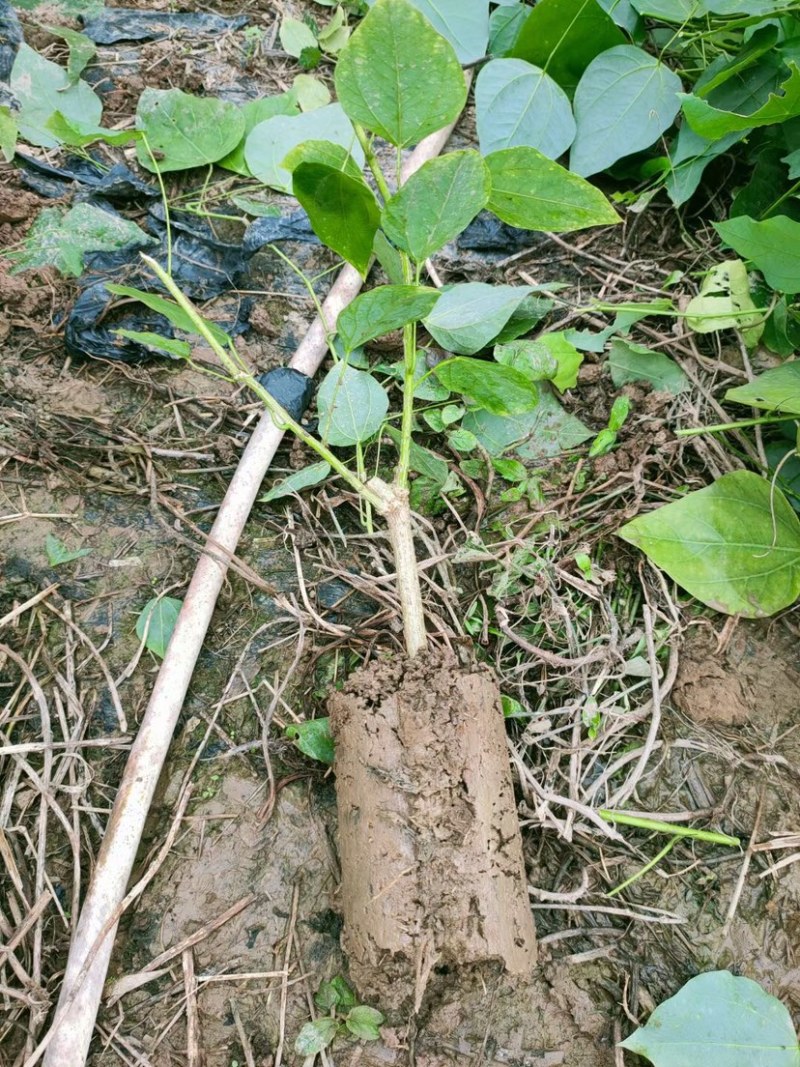 赤苍藤苗一年苗高度30-40公分林下种植效果好