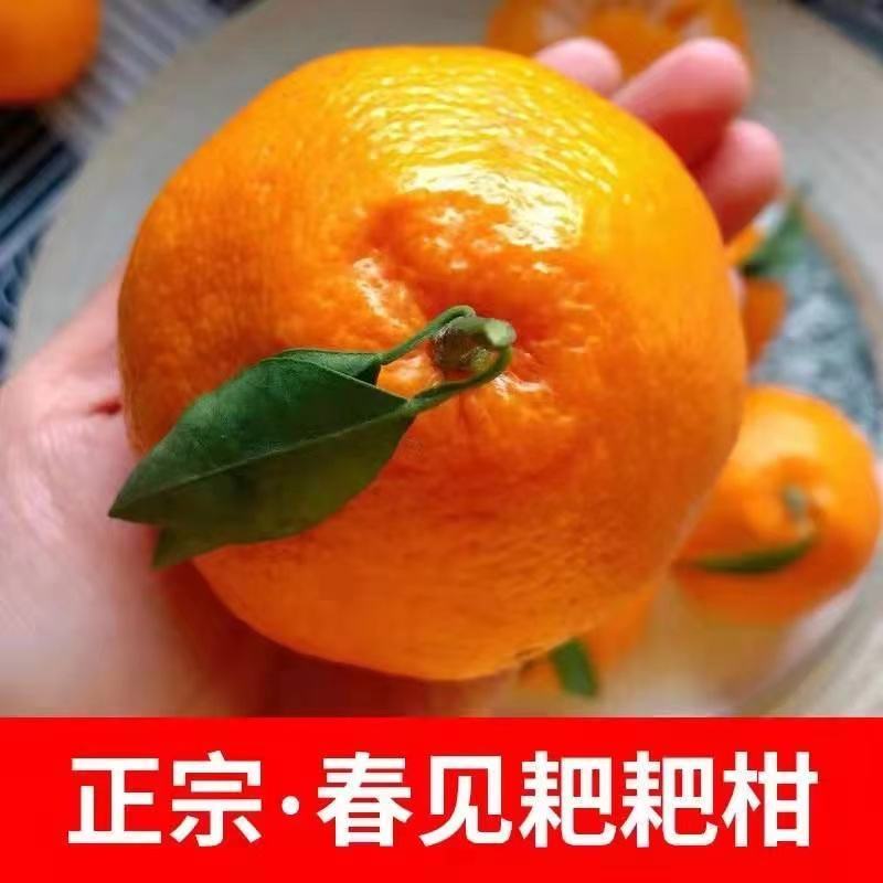 四川资阳春见柑橘，耙耙柑，果园直采，大量供货中，对接批发