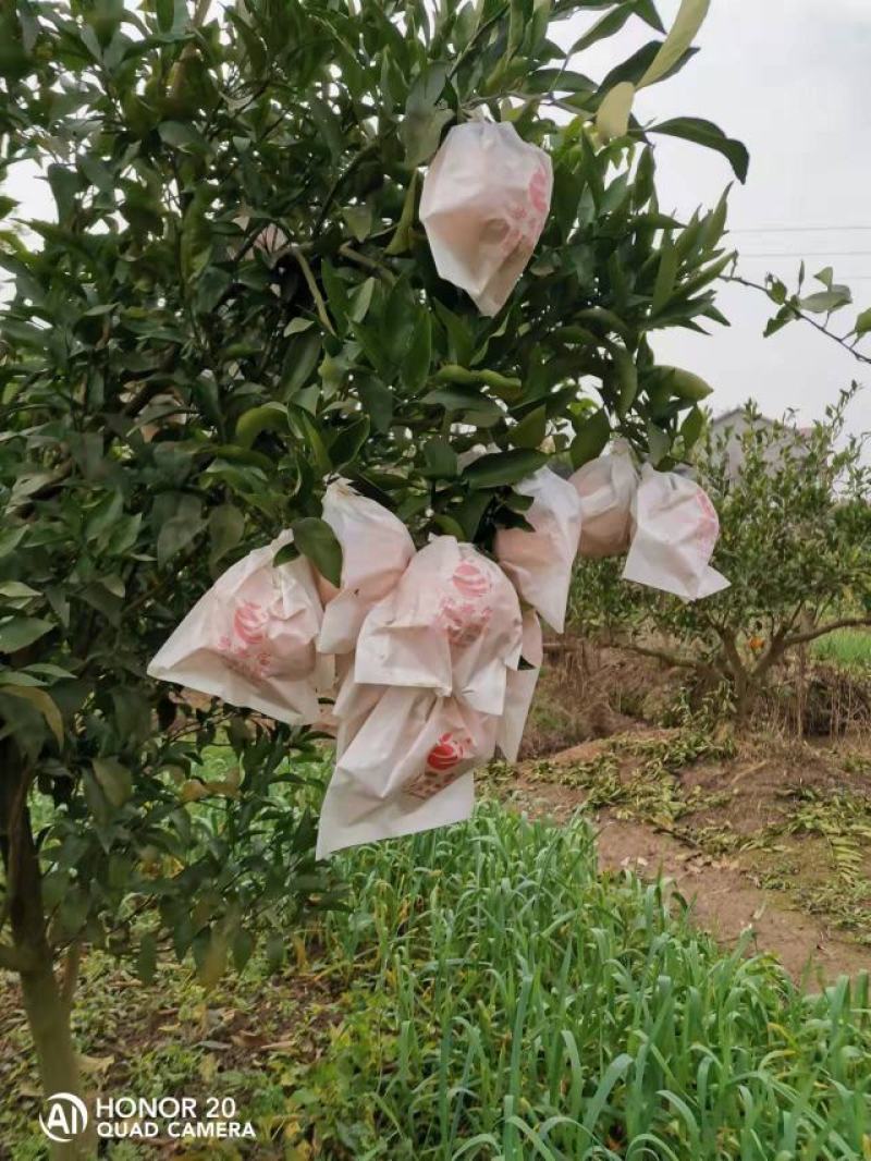 四川资阳春见柑橘，耙耙柑，果园直采，大量供货中，对接批发