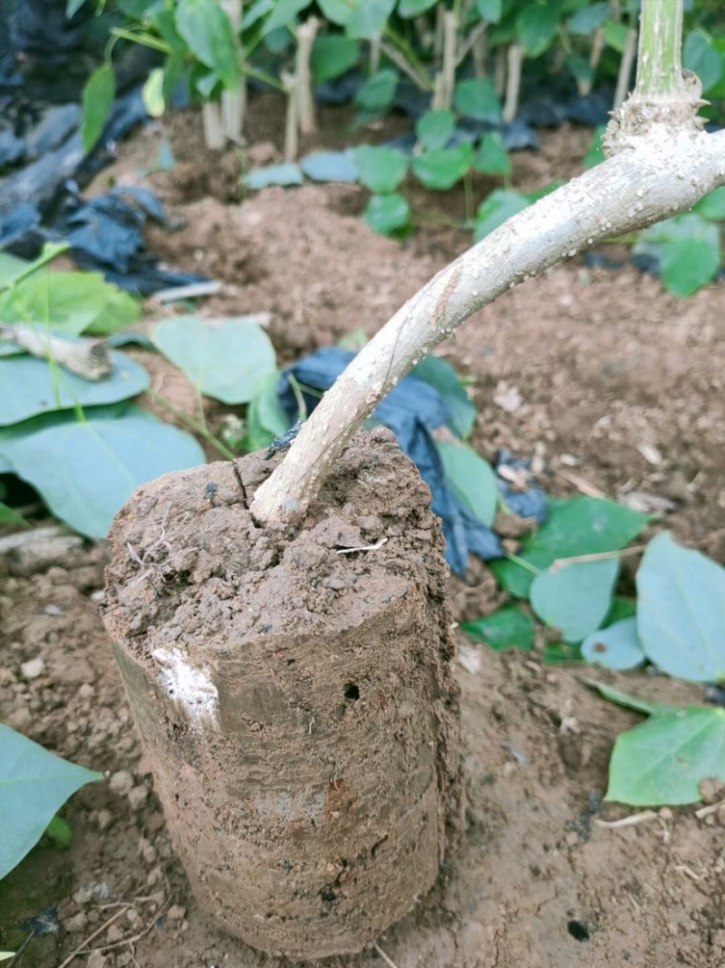 赤苍藤苗一年苗高度30-40公分林下种植效果好