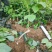 赤苍藤苗一年苗高度30-40公分林下种植效果好