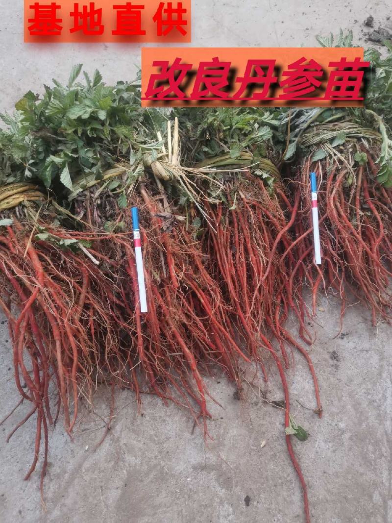 优质改良航天丹参苗丹参丹参苗免费提供种植技术