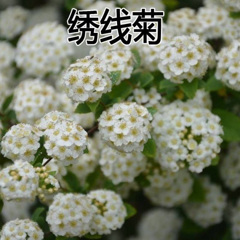 绣线菊种子优质林木种子又名珍珠梅种子马尿骚花卉种籽子