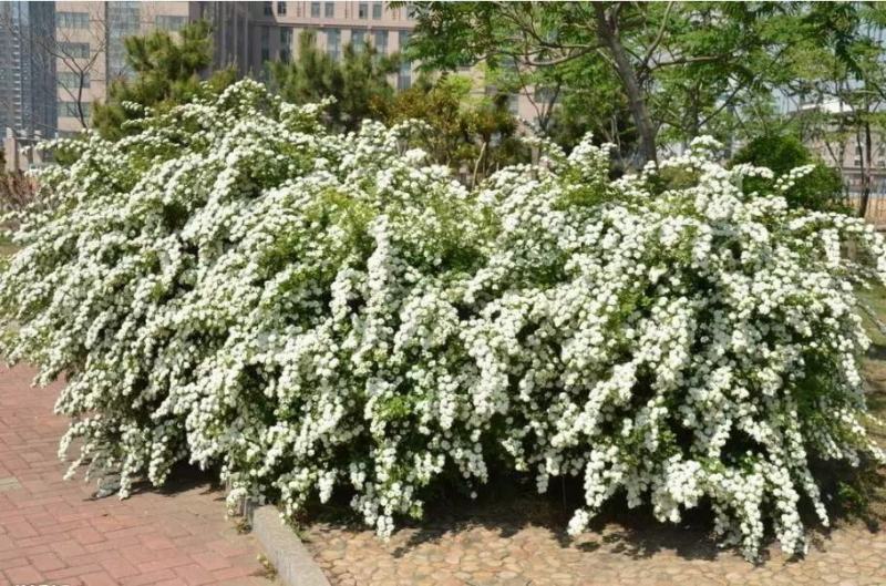 绣线菊种子优质林木种子又名珍珠梅种子马尿骚花卉种籽子