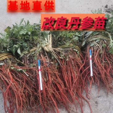 优质改良航天丹参苗丹参丹参苗免费提供种植技术