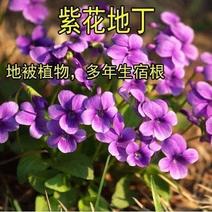 紫花地丁多年生耐寒花籽花四季播地被矮生花卉种子籽
