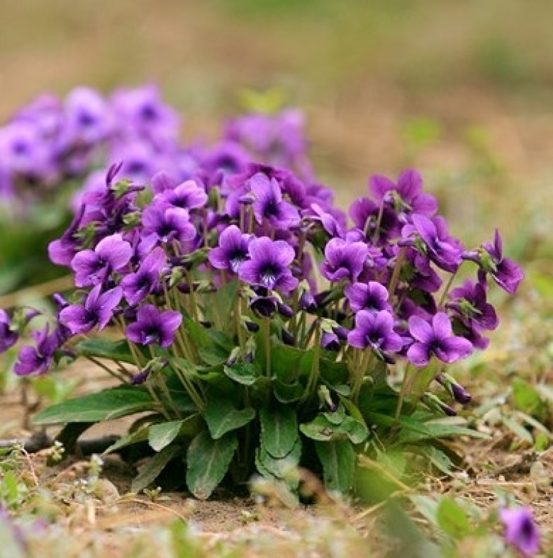 紫花地丁多年生耐寒花籽花四季播地被矮生花卉种子籽