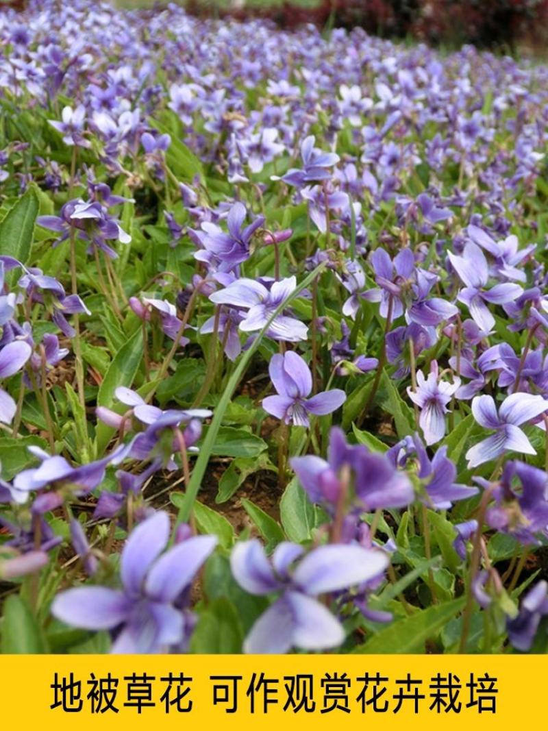 紫花地丁多年生耐寒花籽花四季播地被矮生花卉种子籽