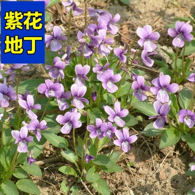紫花地丁多年生耐寒花籽花四季播地被矮生花卉种子籽