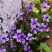 紫花地丁多年生耐寒花籽花四季播地被矮生花卉种子籽