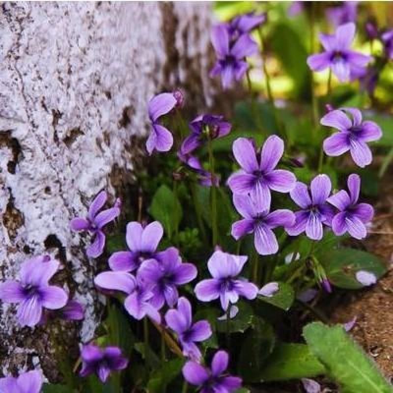 紫花地丁多年生耐寒花籽花四季播地被矮生花卉种子籽