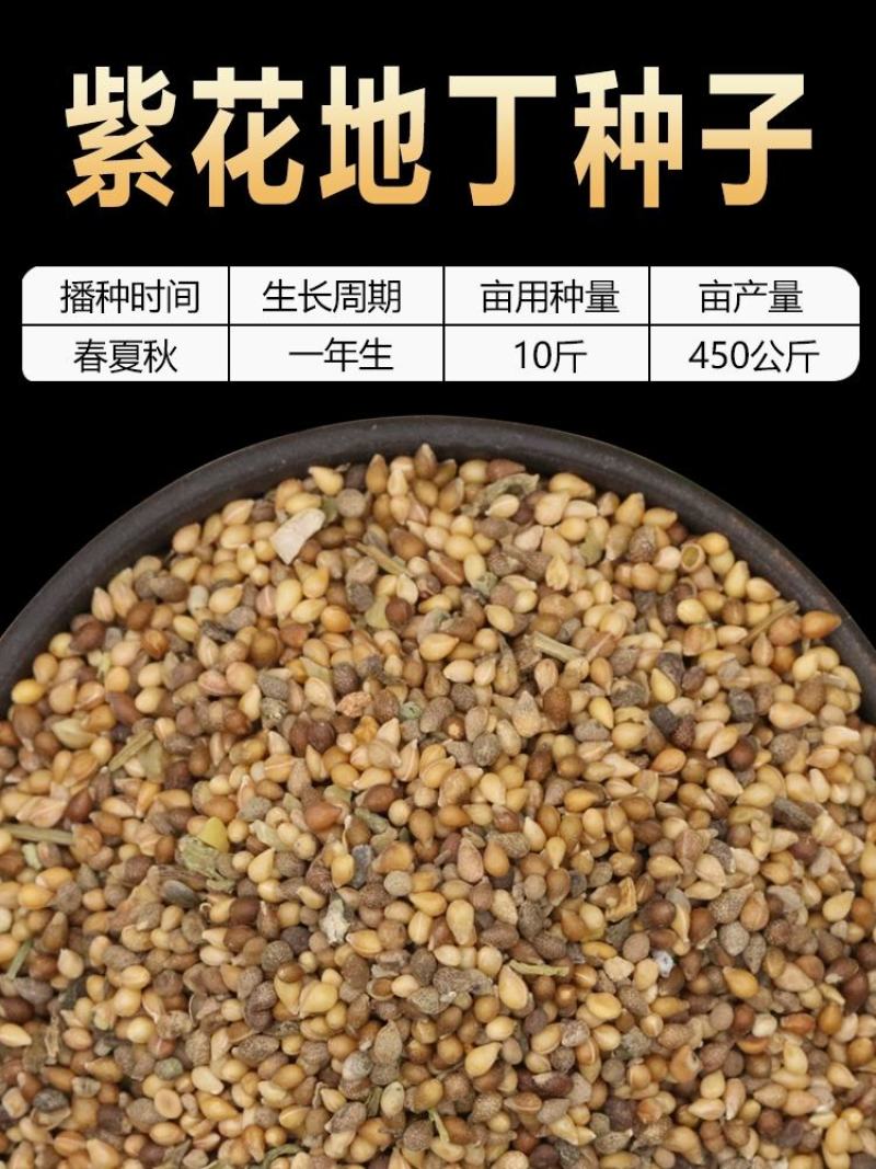 紫花地丁多年生耐寒花籽花四季播地被矮生花卉种子籽