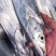 舟山东海小眼带鱼冷冻海鲜水产山东日照发货