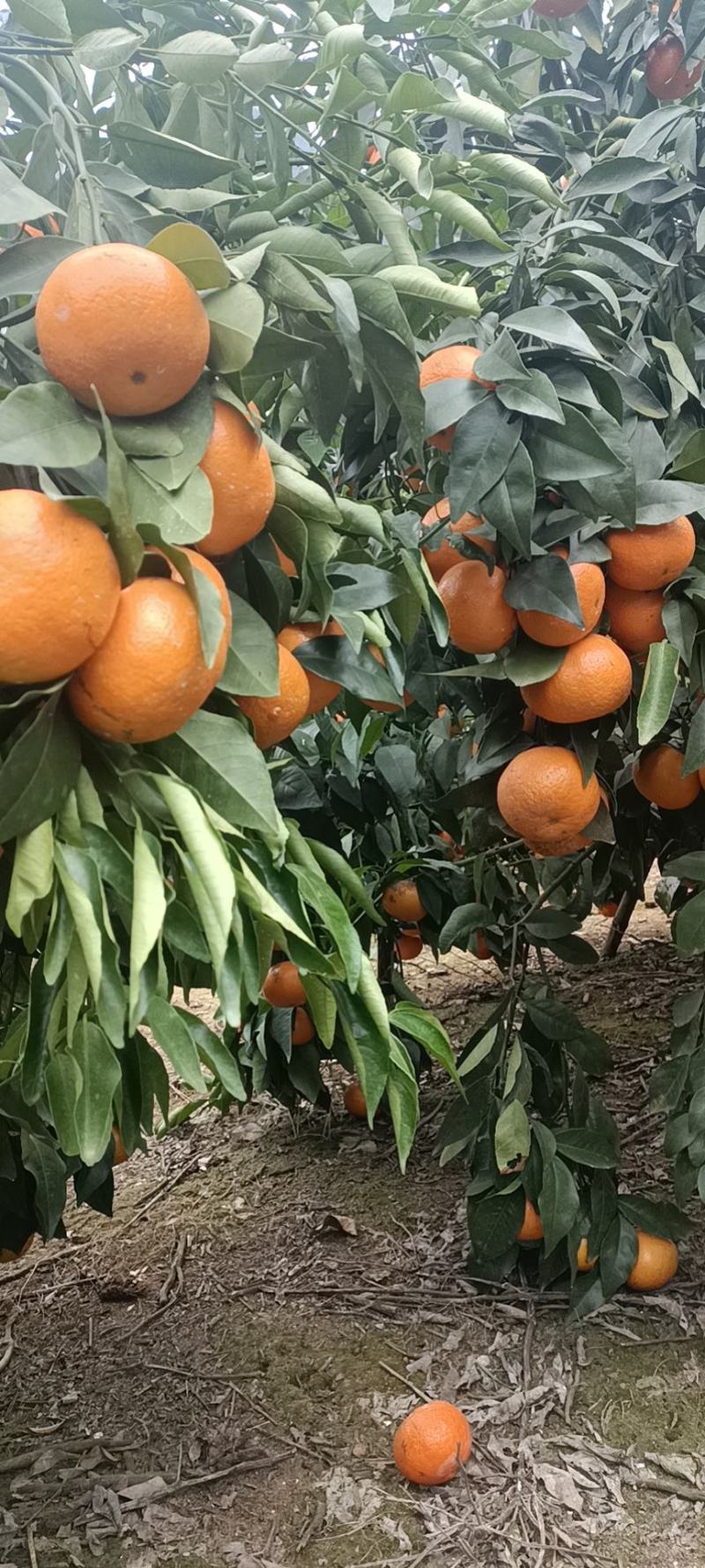 沃柑