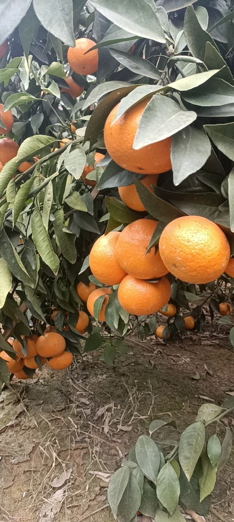 沃柑