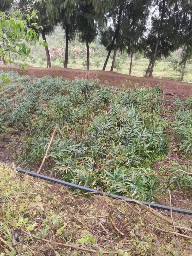 黄精壮苗，猫儿姜种苗营山范围内送货上门