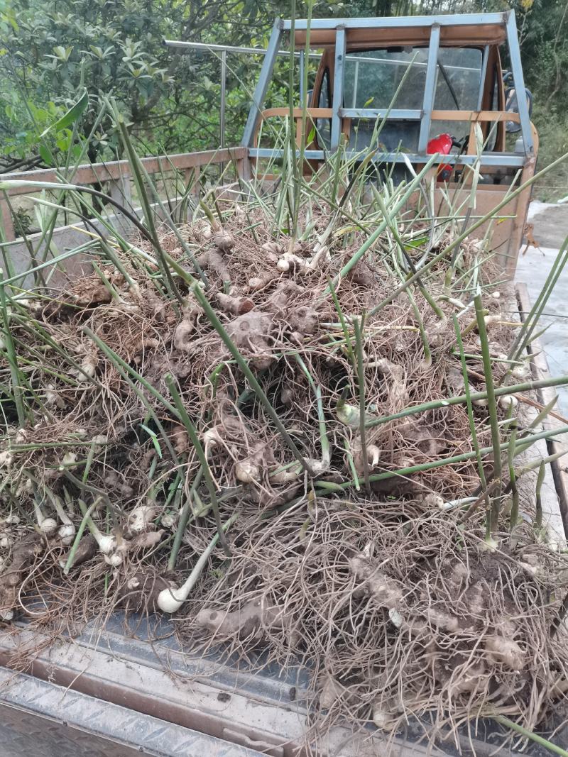 黄精壮苗，猫儿姜种苗营山范围内送货上门