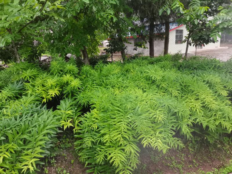 黄精壮苗，猫儿姜种苗营山范围内送货上门