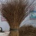 雪柳干枝雪柳珍珠绣线菊产地直发支持一件代