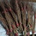 雪柳干枝雪柳珍珠绣线菊产地直发支持一件代