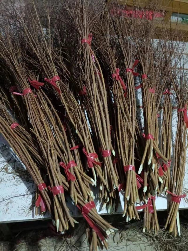 雪柳干枝雪柳珍珠绣线菊产地直发支持一件代
