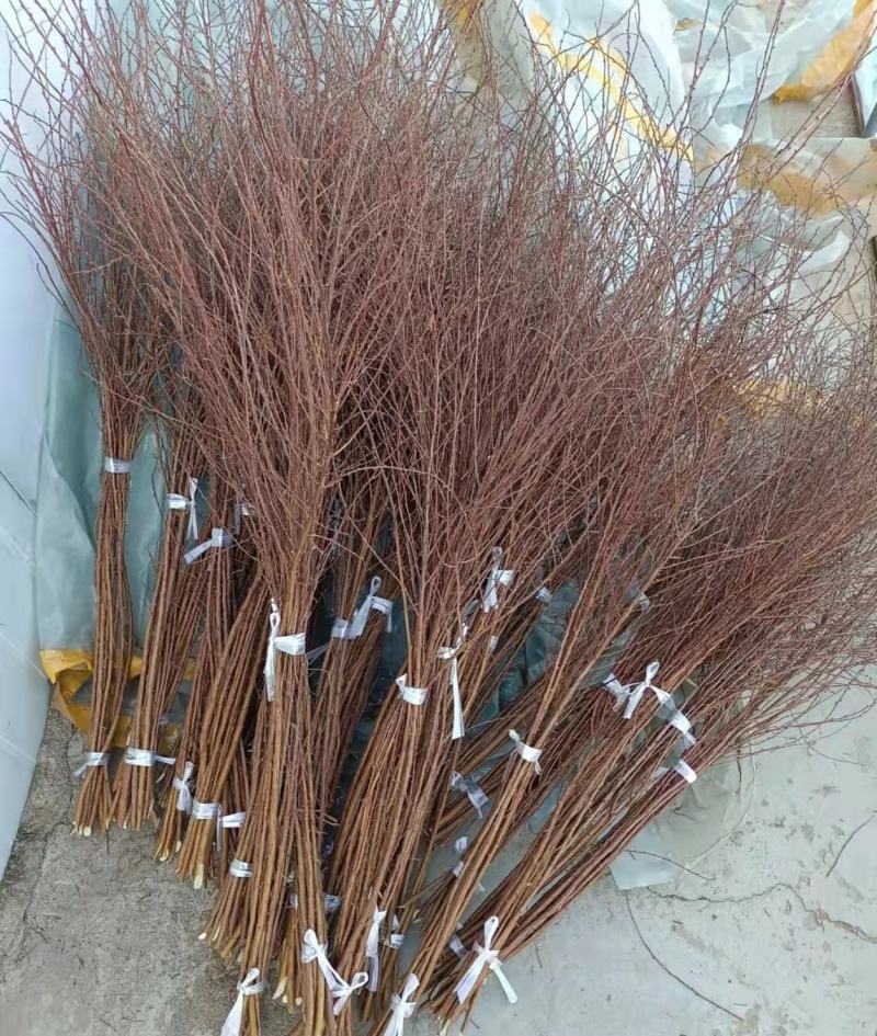 雪柳干枝雪柳珍珠绣线菊产地直发支持一件代