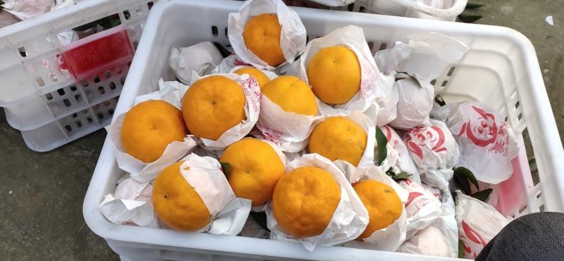 蒲江咪咪甜粑粑安高次大量上市
