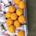 蒲江咪咪甜粑粑安高次大量上市