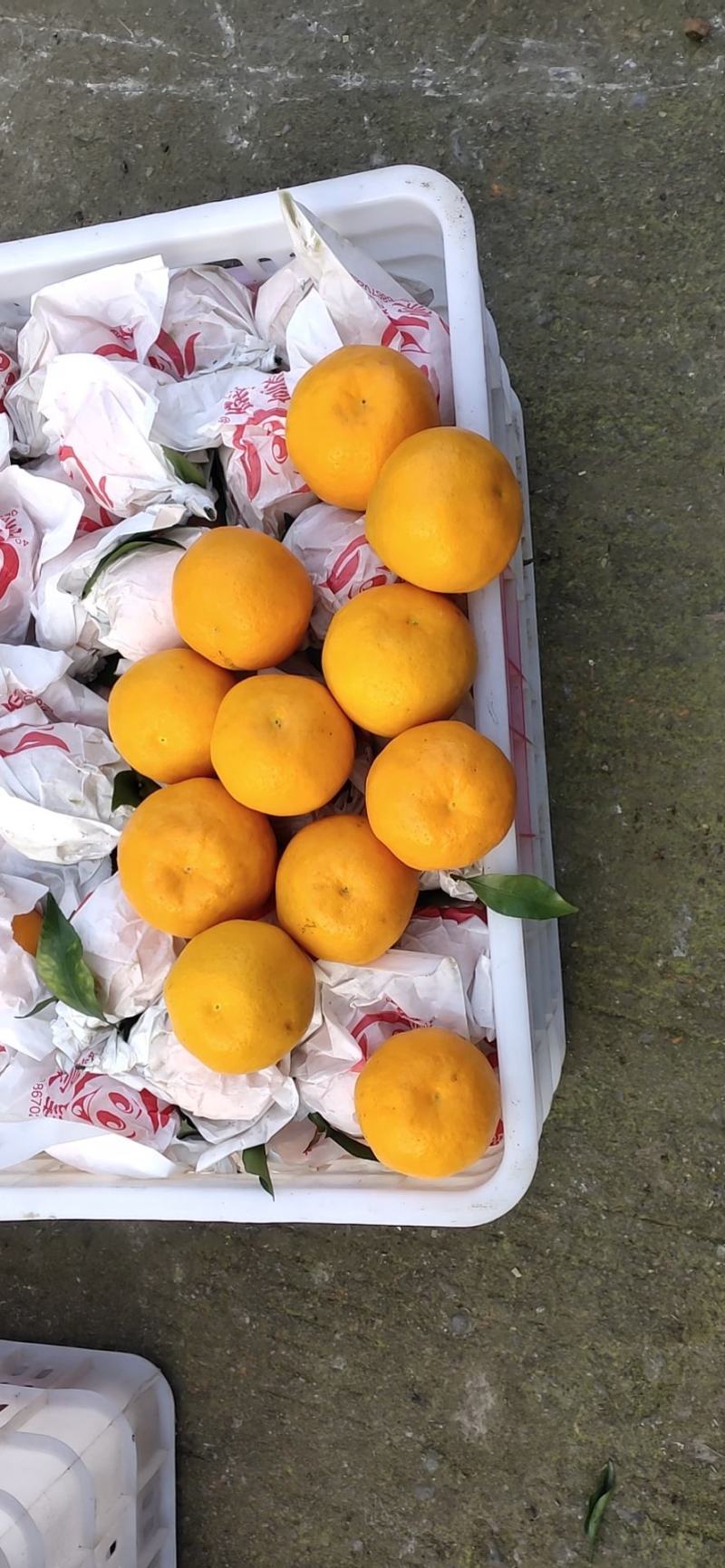 蒲江咪咪甜粑粑安高次大量上市