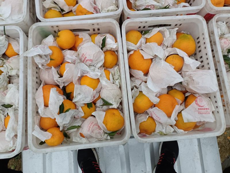 蒲江咪咪甜粑粑安高次大量上市