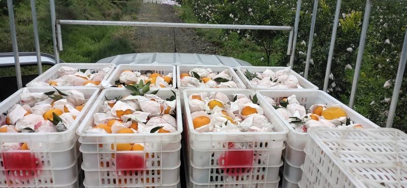 蒲江咪咪甜粑粑安高次大量上市