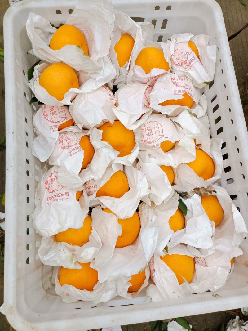 蒲江咪咪甜粑粑安高次大量上市