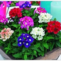 美女樱花种多年生耐寒冷易种易活阳台庭院公园花海花卉种籽子