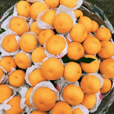 蒲江咪咪甜粑粑安高次大量上市